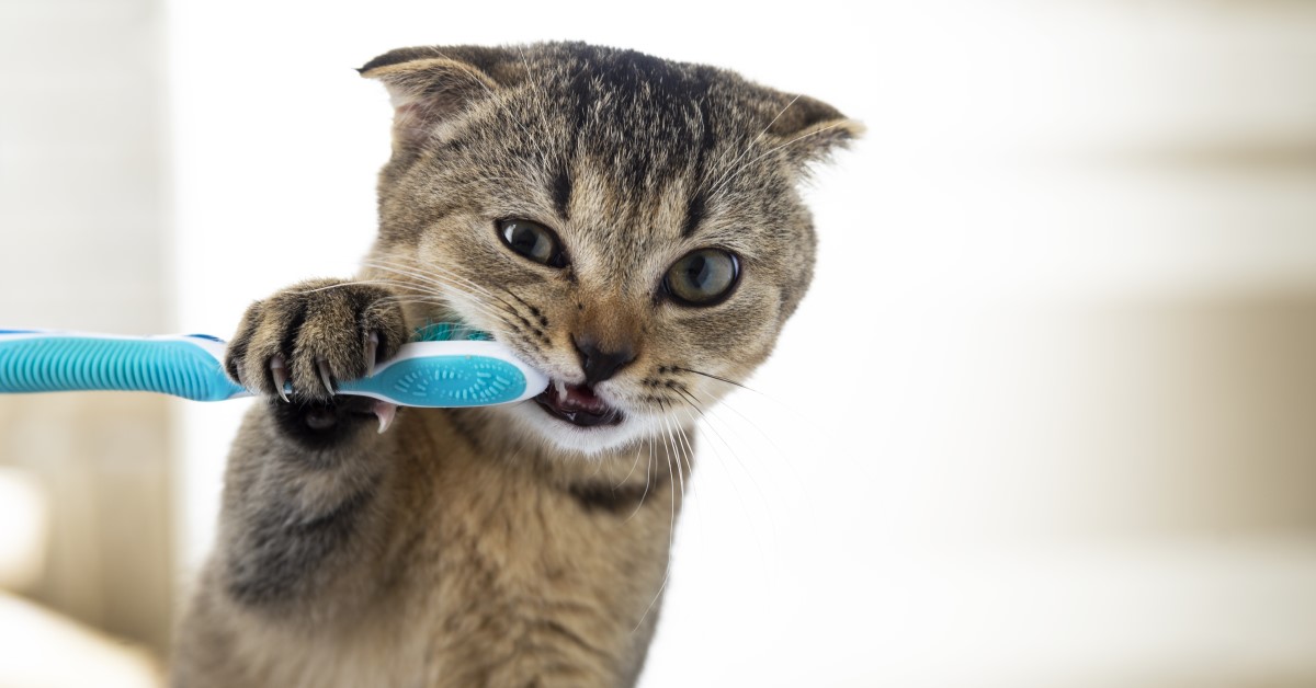 Cat Dental Health: An Owner's Guide